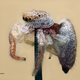 Imagen para el artículo titulado Fotografías macroscópicas tan nítidas que parecen irreales